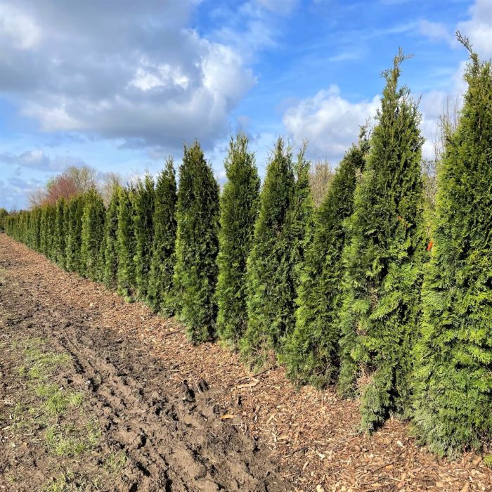 Ontario Grown Emerald Cedar