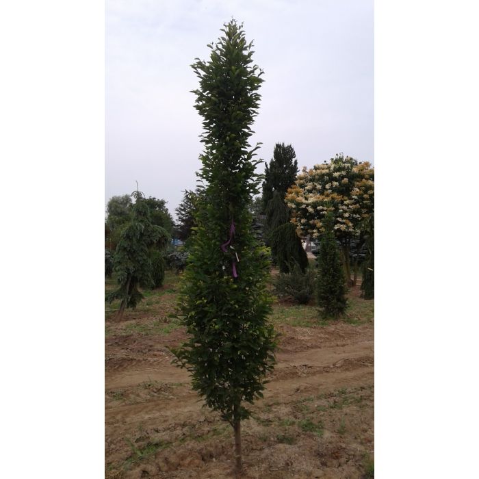 30 Hornbeam Road The Best Picture Of Beam