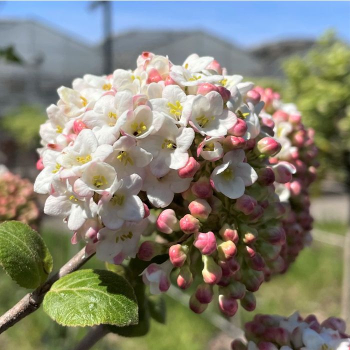 Flowering Almond For Sale