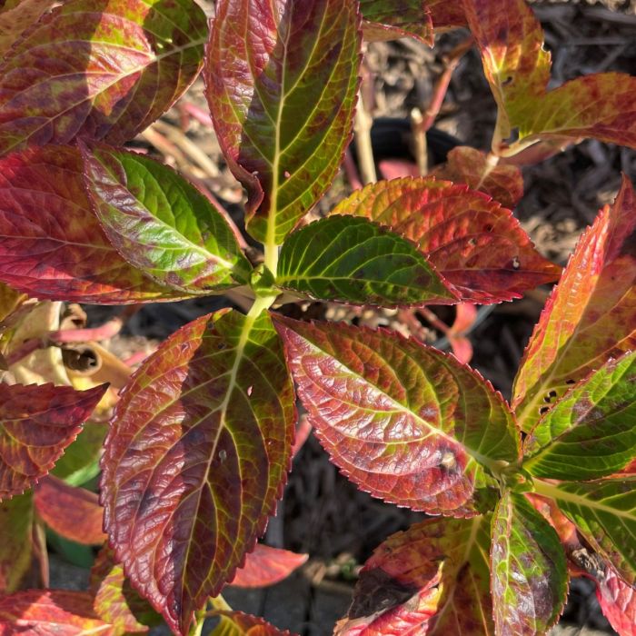 Glowing Embers Hydrangea