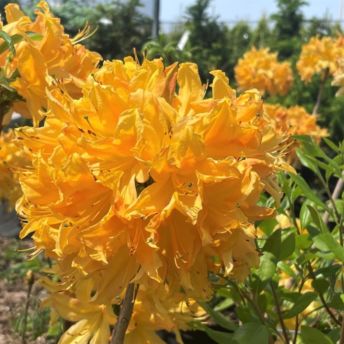 Golden cheap lights azalea