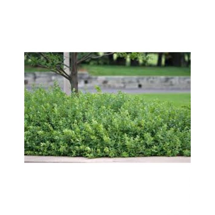 Grow Low Fragrant Sumac