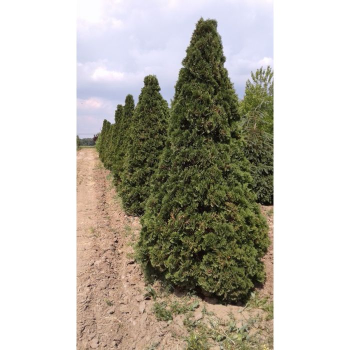 Holmstrup Cedar