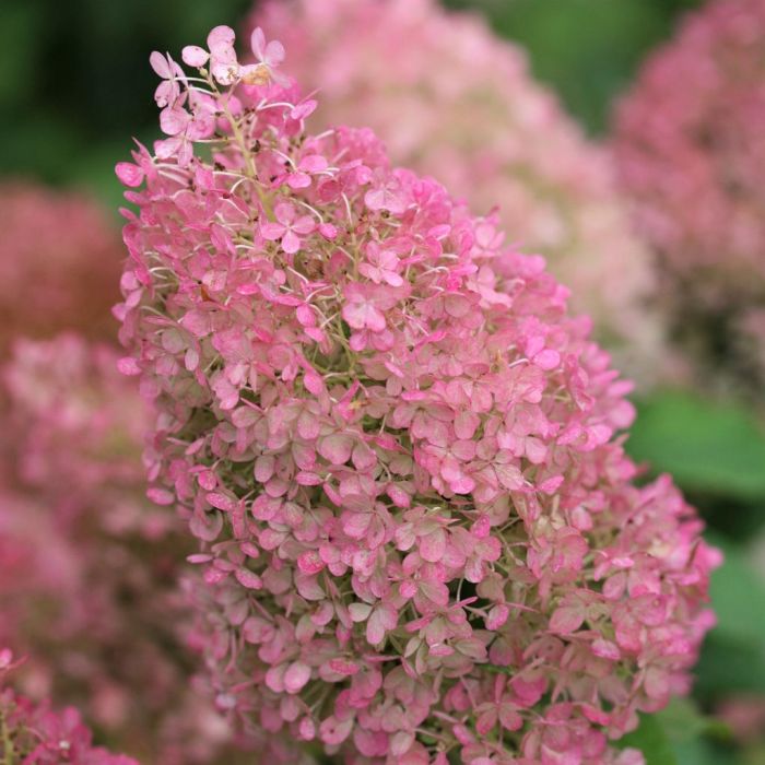 Bobo Hydrangea