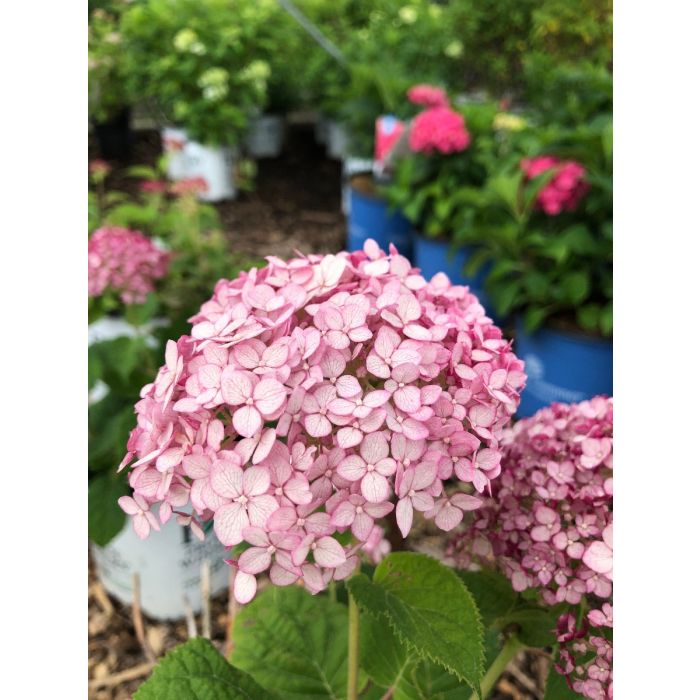 Incrediball Blush Hydrangea