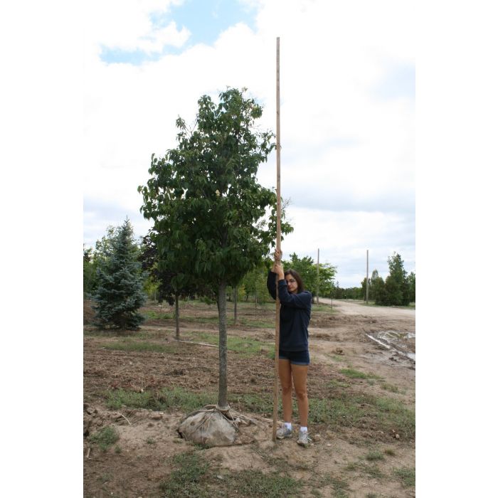 Japanese Ivory Silk Lilac