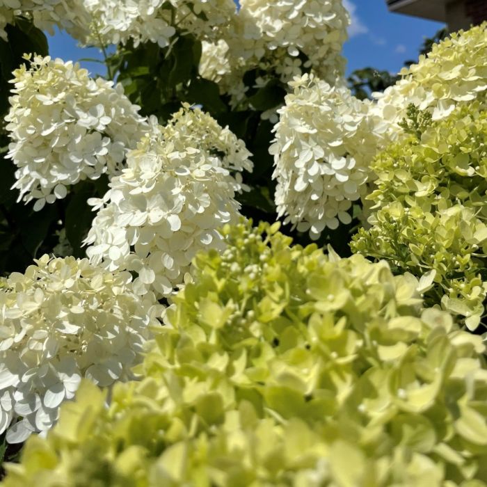 Limelight Hydrangea Std