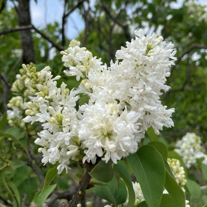 Madame Lemoine Lilac Std