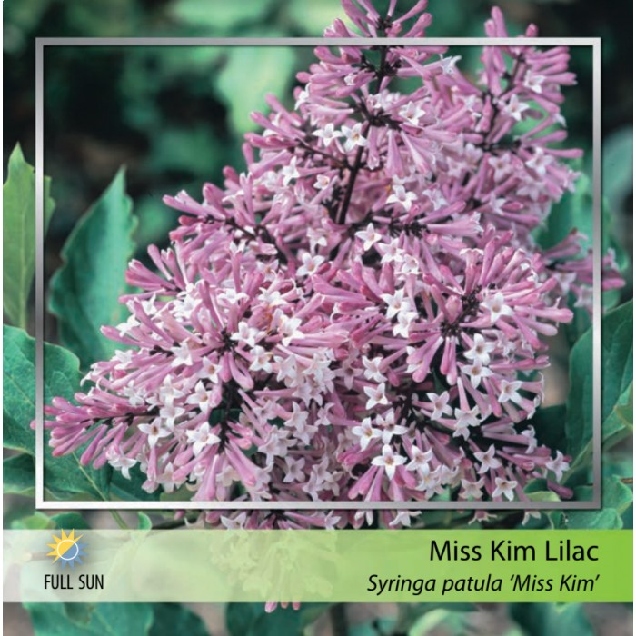 Miss Kim Lilac Standard