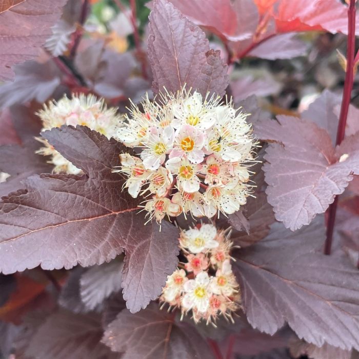 Ginger Wine Ninebark