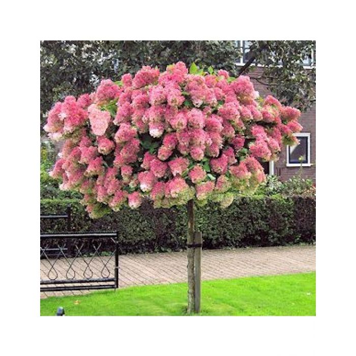 Image of Standard hydrangea pink