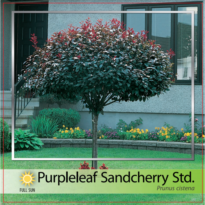 Purple Leaf Sand Cherry Fruit ubicaciondepersonas.cdmx.gob.mx