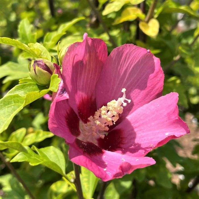 Rose of Sharon 'Aphrodite' Std