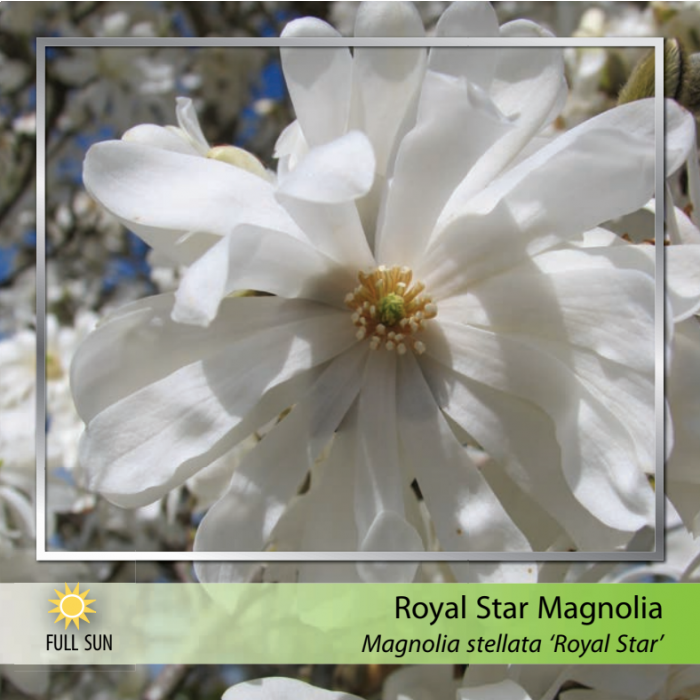 Royal Star Magnolia