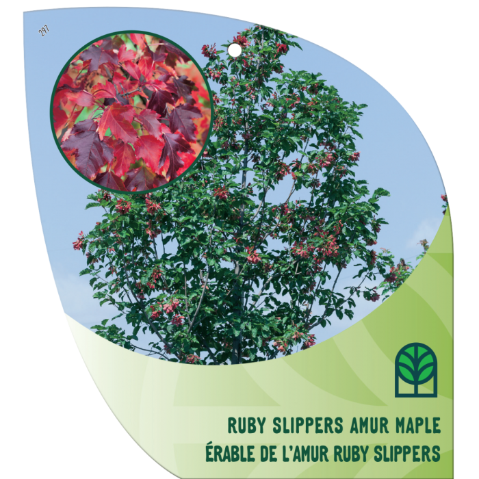 Ruby Slippers Amur Maple