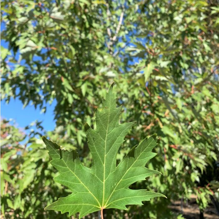 Silver Maple