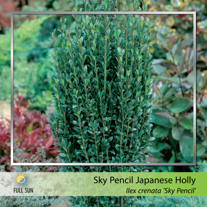 sky pencil holly growth rate per year sky pencil holly growth rate per year