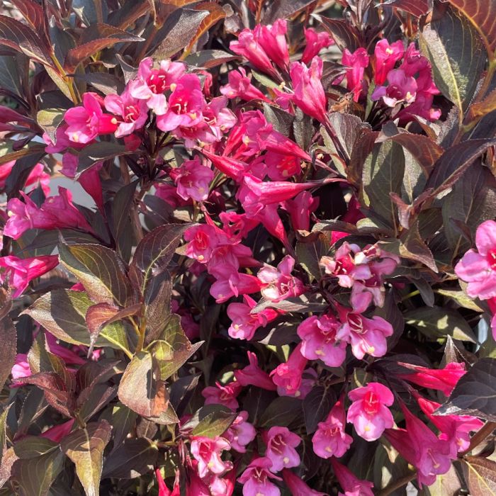 Wine & Roses Weigela