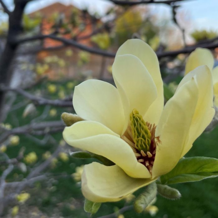 Yellow Bird Magnolia