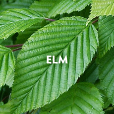 Elm