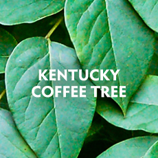 Kentucky Coffee Tree