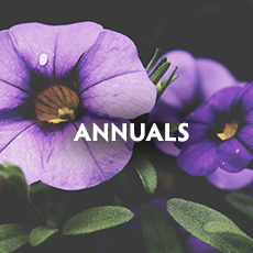 Annuals