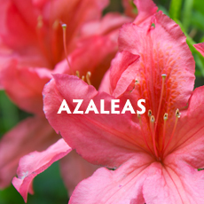 Azaleas