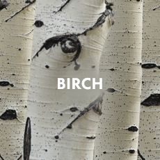 Birch