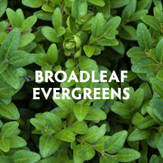 Broadleaf Evergreens