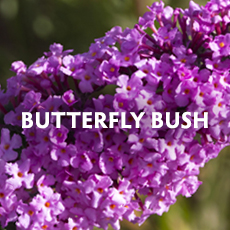 Butterfly Bush