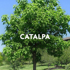 Catalpa