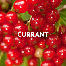 Currant