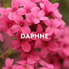 Daphne