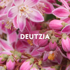 Deutzia