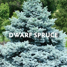 Dwarf Spruce