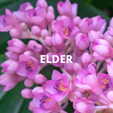 Elder