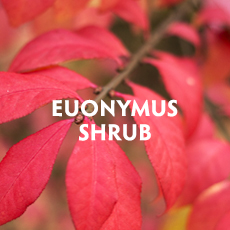 Euonymus Shrub