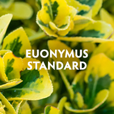 Euonymus Standard
