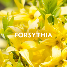 Forsythia