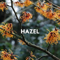 Hazel