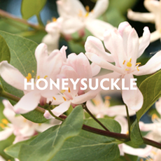 Honeysuckle