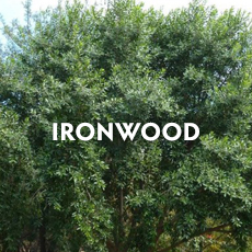 Ironwood