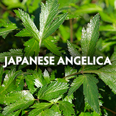 Angelica Tree