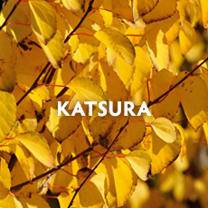 Katsura