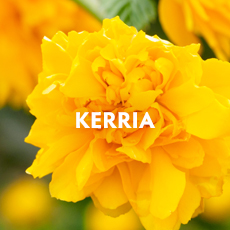 Kerria