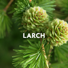 Larch