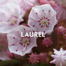 Laurel