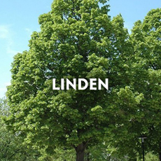 Linden