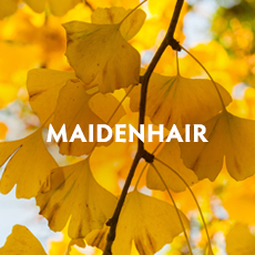 Maidenhair