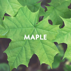 Maple